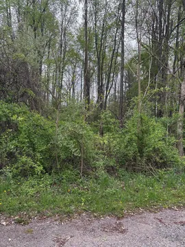 Overgrown wooded lot with dense brush before clearing