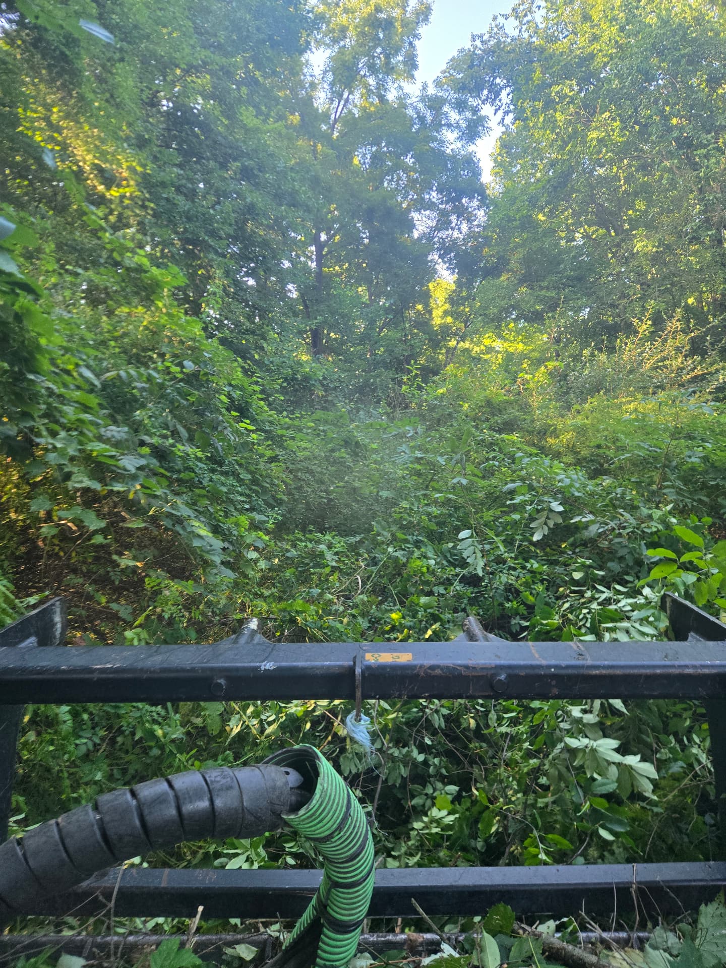 Dense brush and saplings before land clearing