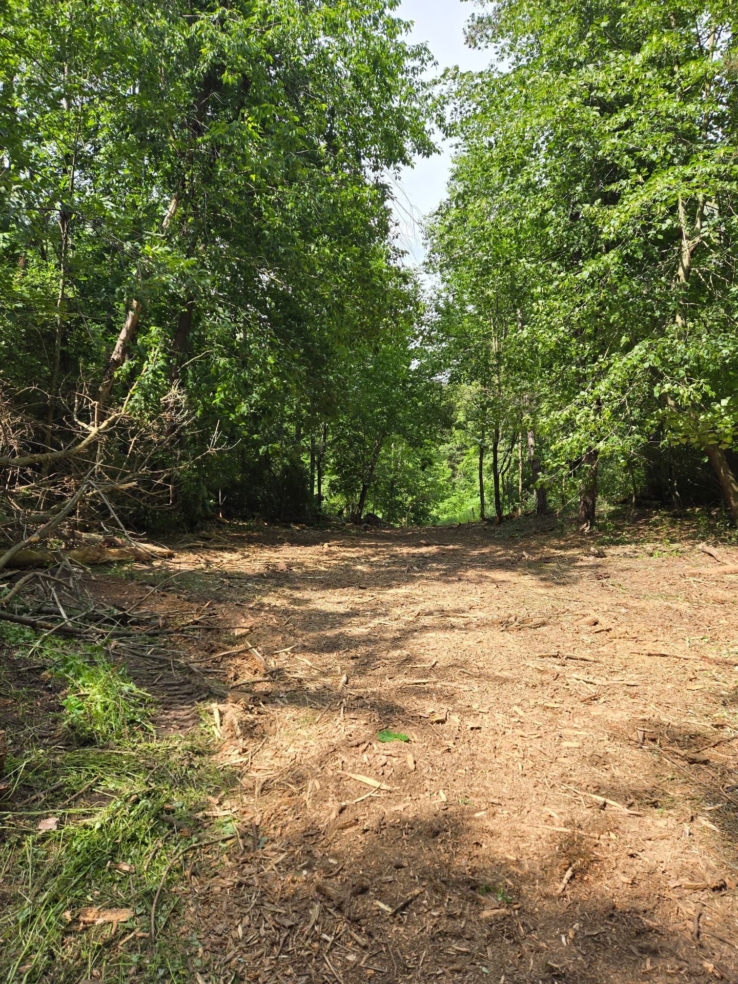 Cleared and mulched trail after forestry mulching
